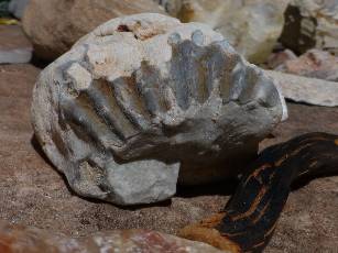 wgc-utah-flats-day4-11  fossil shell.jpg (263250 bytes)
